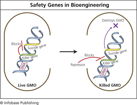 Economics Benefits Of Gmo Foods Economics Benefits Of Gmo Foods