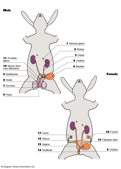 Female Rabbit Anatomy Pictures 3